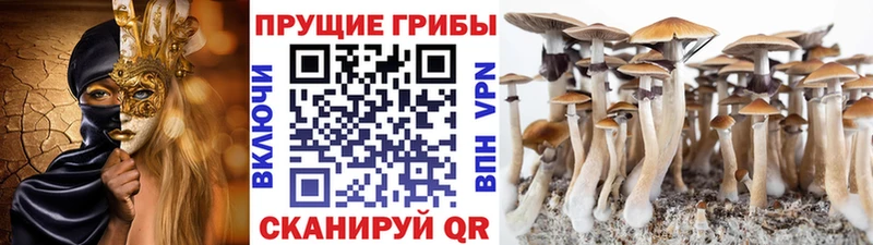 Галлюциногенные грибы Cubensis  Майкоп 